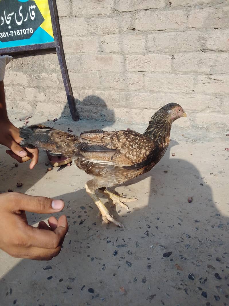 مرغیہےیہ 2