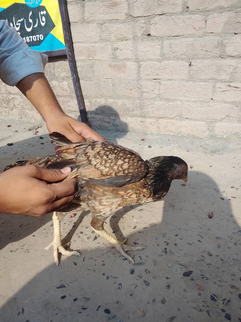 مرغیہےیہ 3