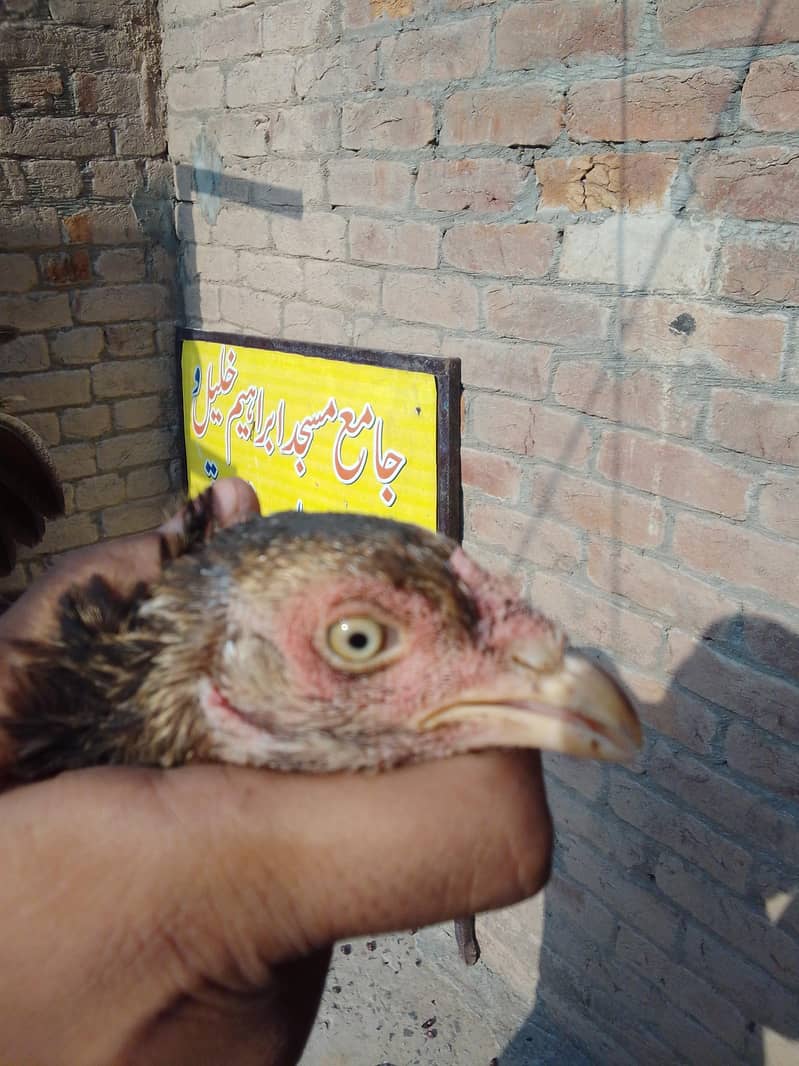 مرغیہےیہ 4
