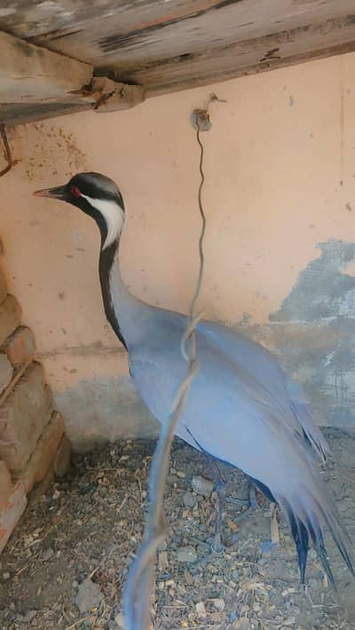 kunjh bird  crain birds caibarian 03226580712