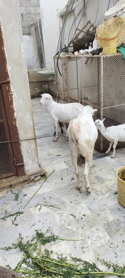 taddy white eyes breeder 6 donth for sale