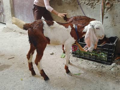 2 Desi bakriya 18 inch height female path sale 03044321301