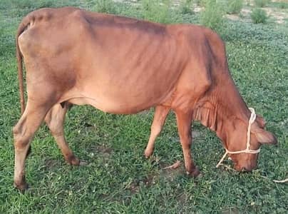 cow pure jersey 03075393493