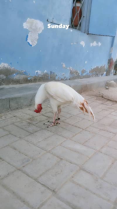 aseel boss ki for sale and lakha for sale