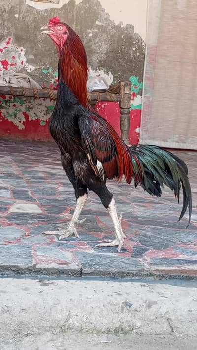 Aseel Murgha Murghi for Sale