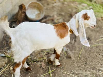 Goat for sale