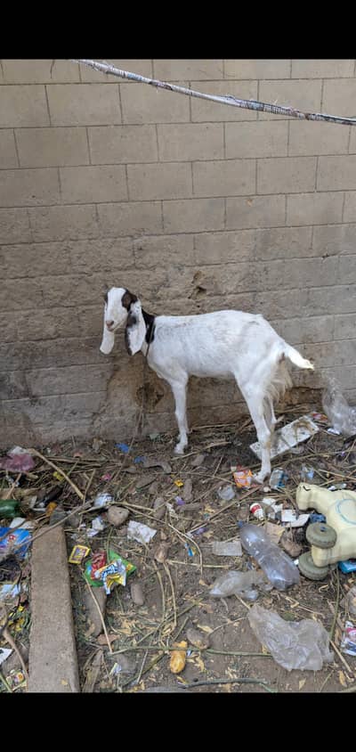 Kamori Bakri