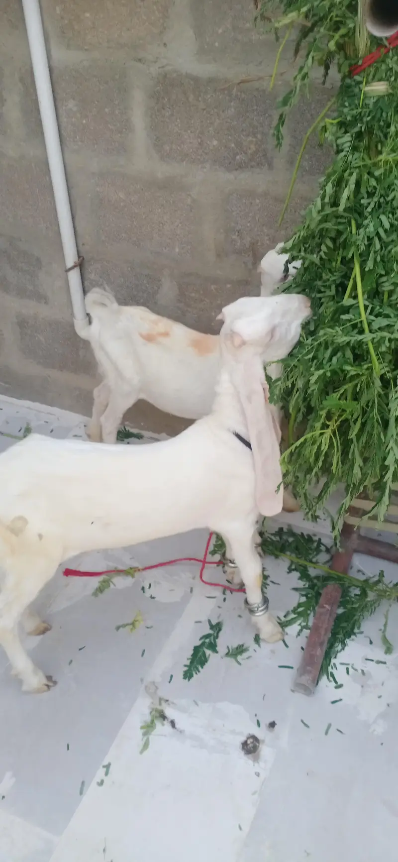 gulabi pair — photo 7