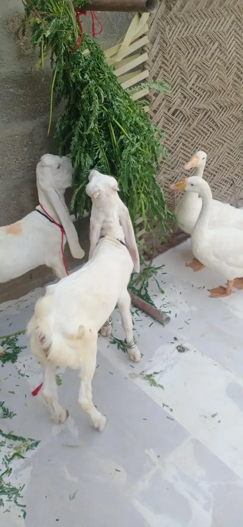 gulabi pair — photo 8