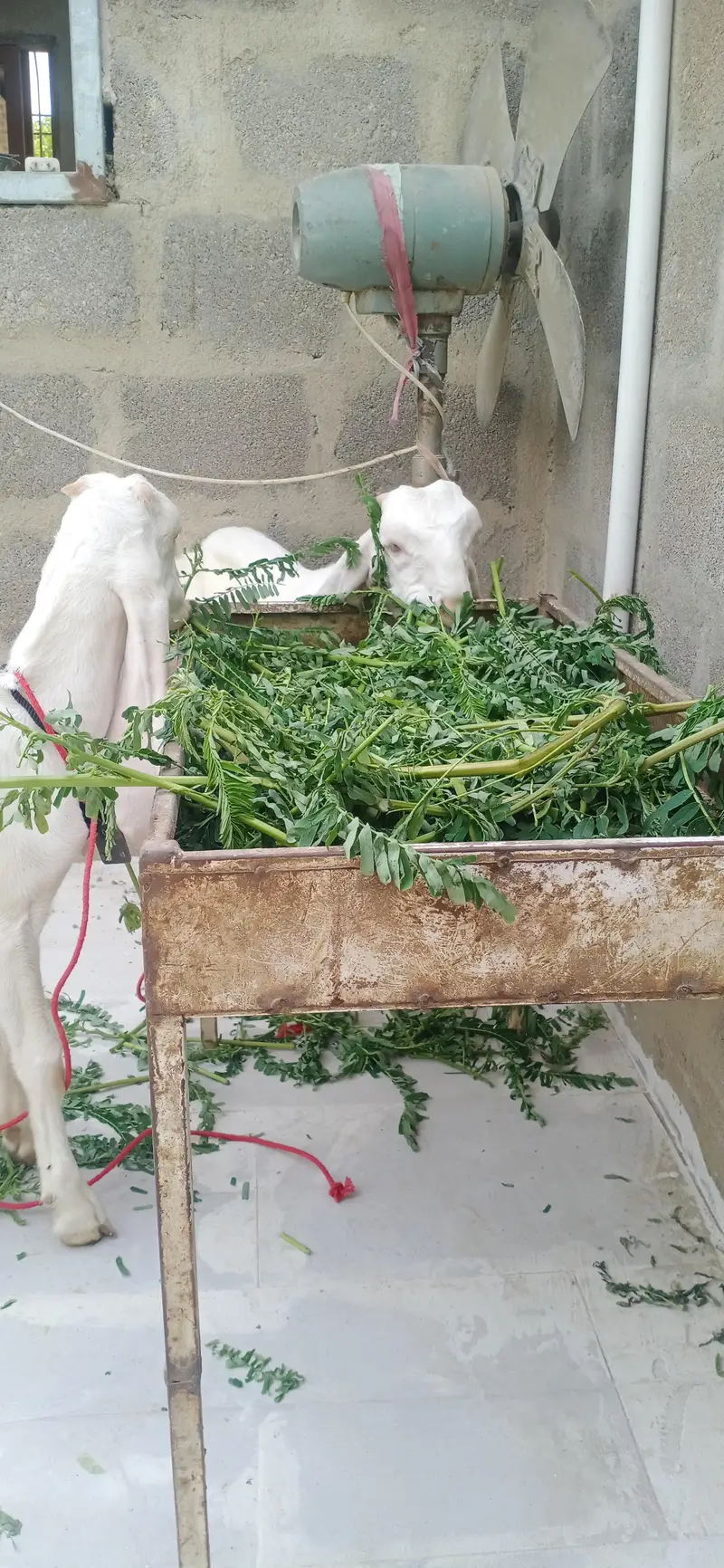gulabi pair — photo 9