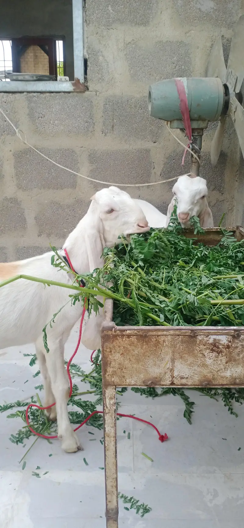 gulabi pair — photo 10