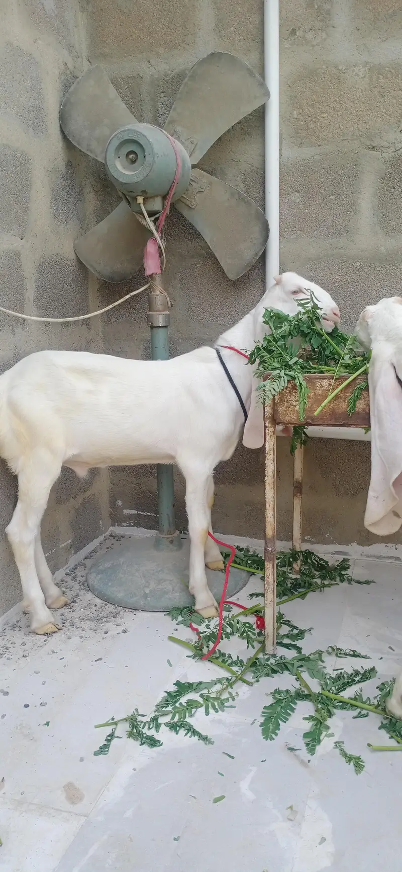 gulabi pair — photo 11