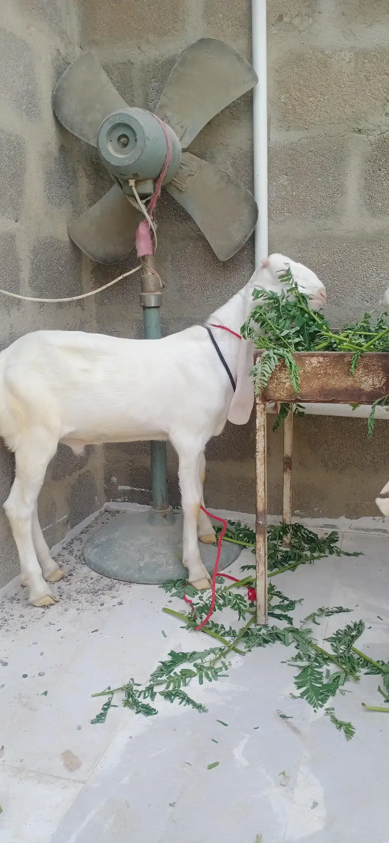 gulabi pair — photo 12