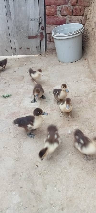 mugg duck home breed