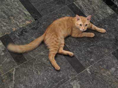 CAT FOE SALE URGENT