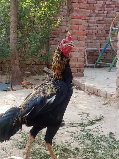 aseel pair jawa murga black madi