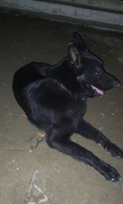 jurman sheft dog full black