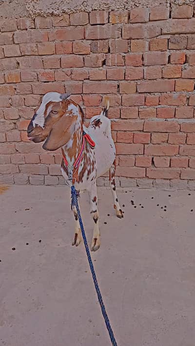 Bakra