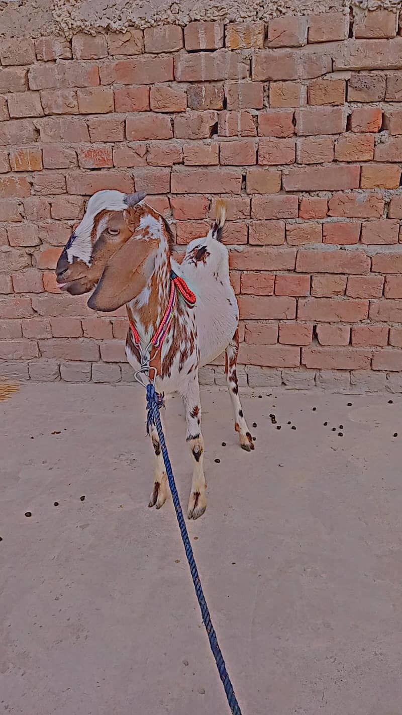 Bakra 0