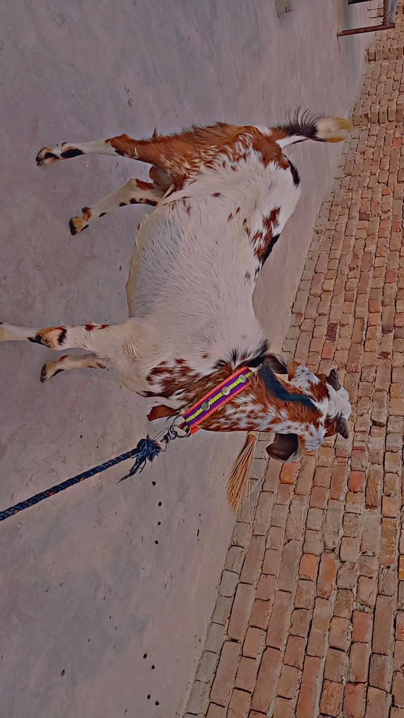 Bakra 1