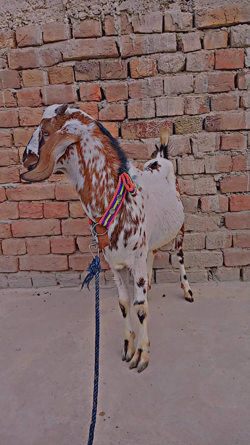 Bakra 2