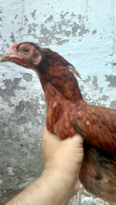 4 chicks and mother