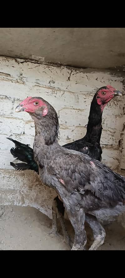 Imported Birds For Sale