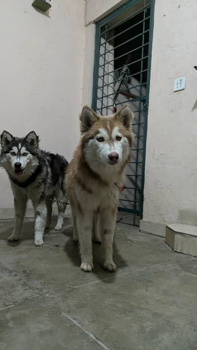 husky pair available for sale