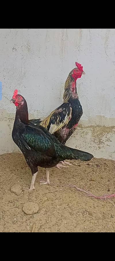Aseel murga murgi