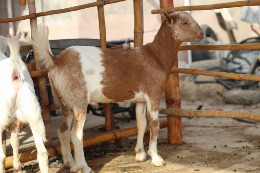 Teddy Bakra 0
