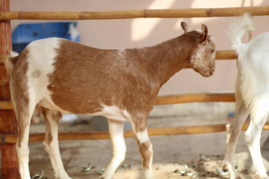 Teddy Bakra 5