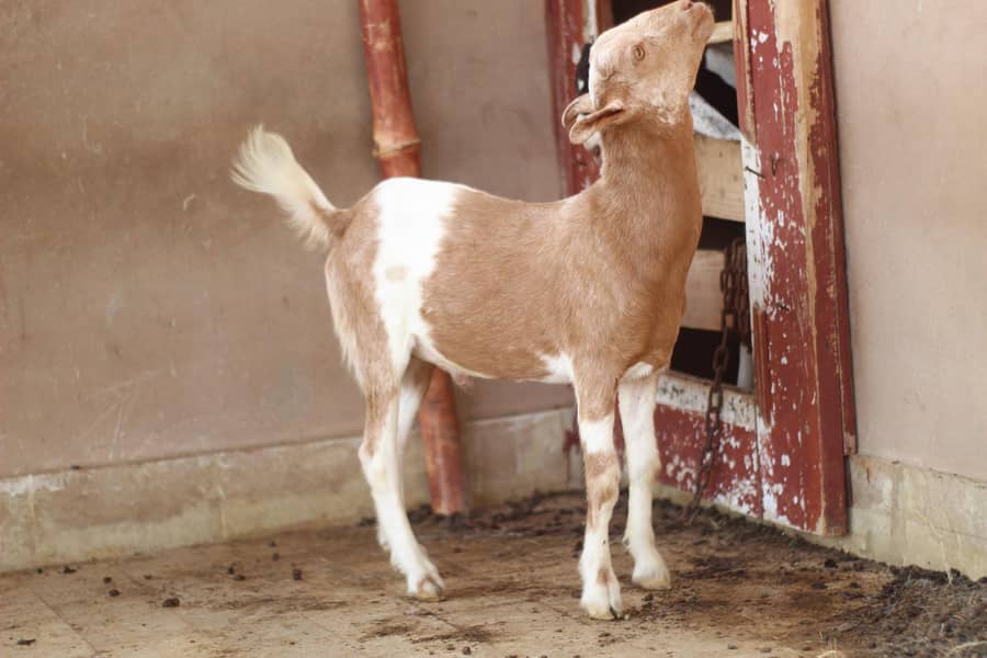 Teddy Bakra 6