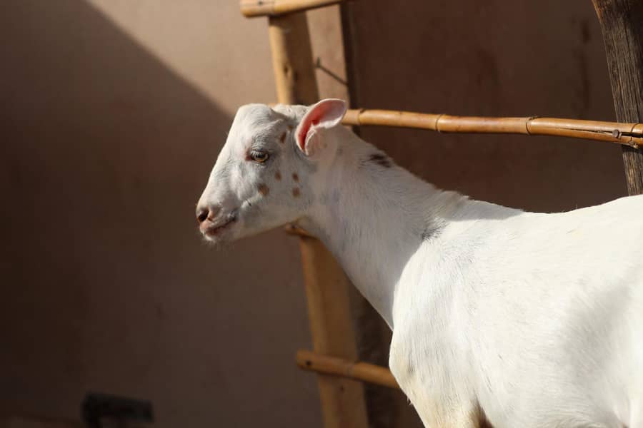 Teddy Bakra 7