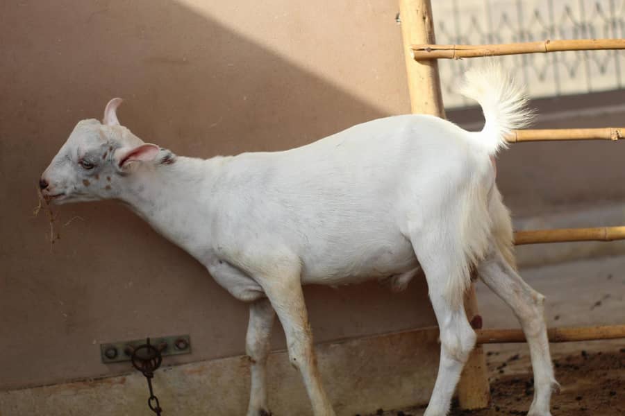 Teddy Bakra 8