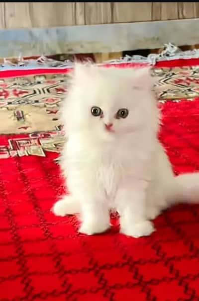 Persian cat for sale 2 month age available
