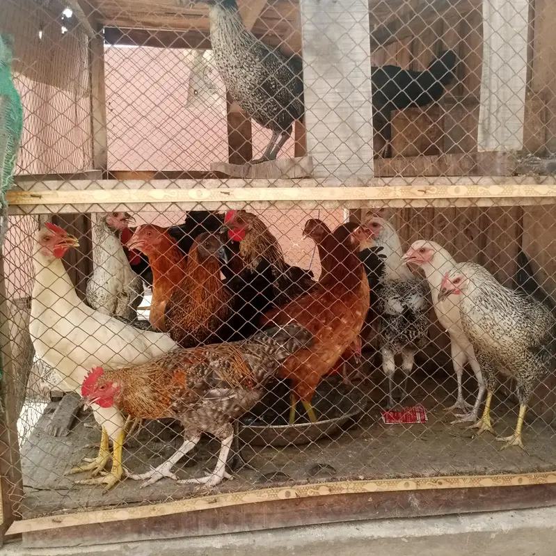 20 Desi murgion live — photo 2