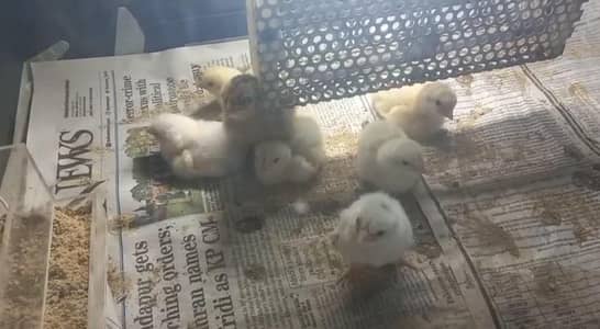 Heera Aseel A+ Quality Pure white Chiks