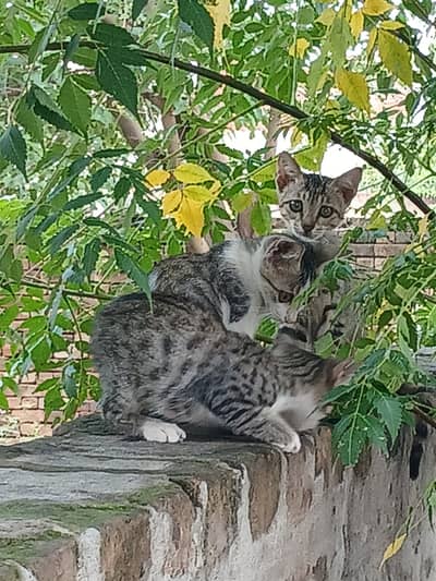 3 kitty