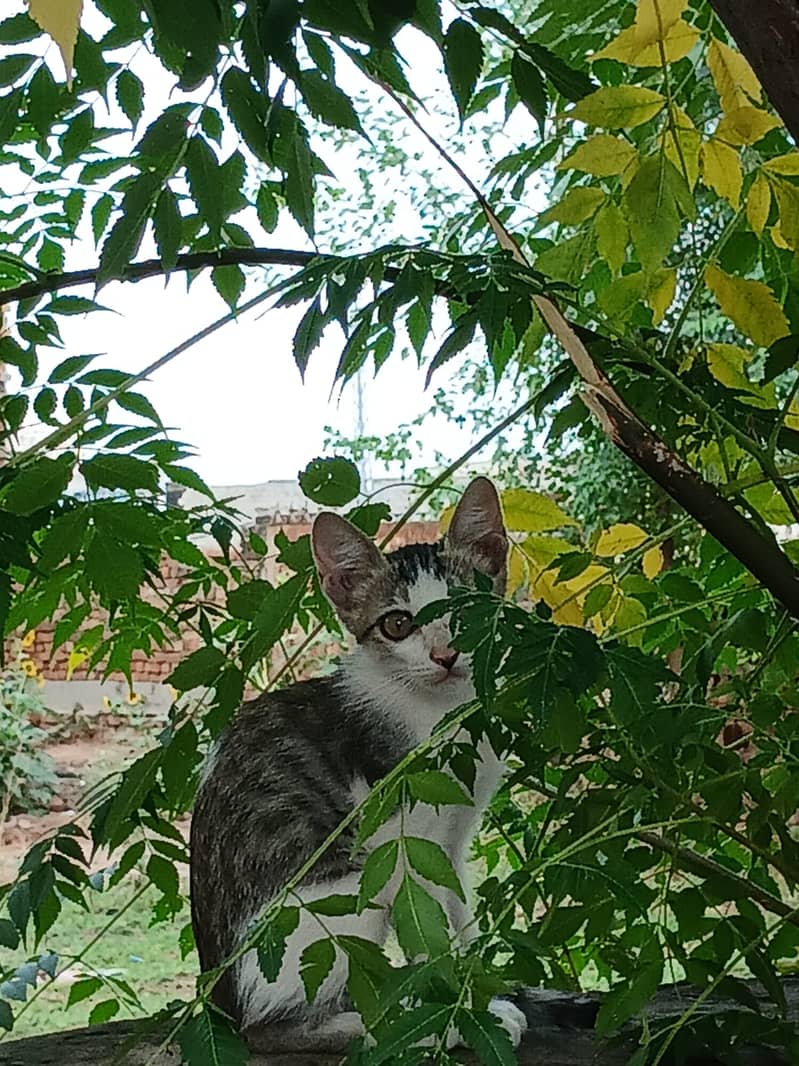 3 kitty 1