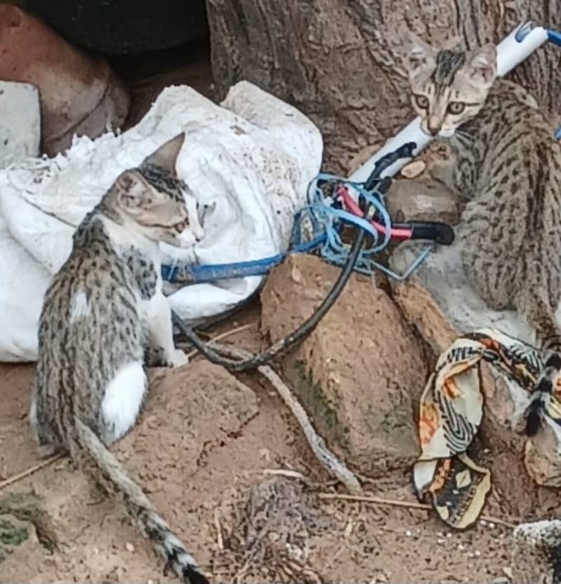 3 kitty 2