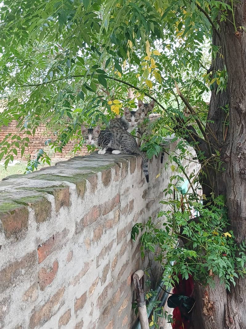 3 kitty 3