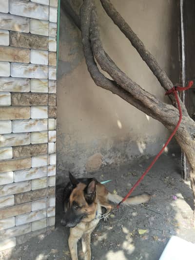 family dog
