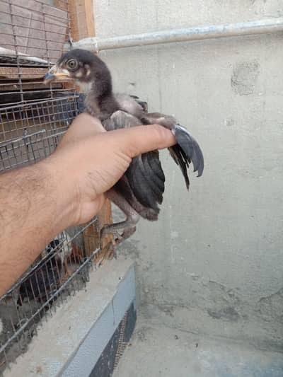 aseel chick