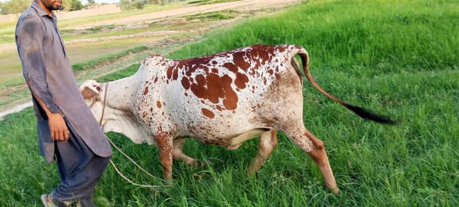 cholistani wachi for sale