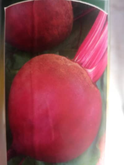Italian Betroit seed for sale