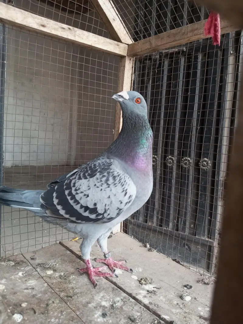 hight flay kabootar — photo 2