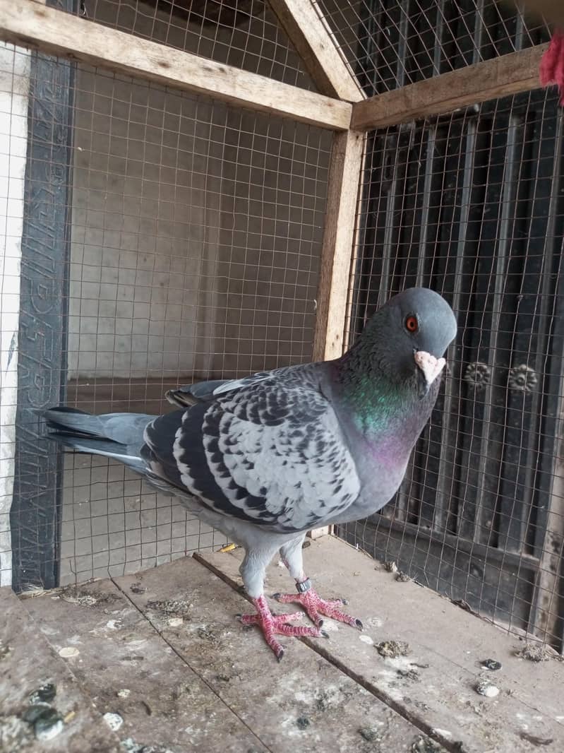 hight flay kabootar 2