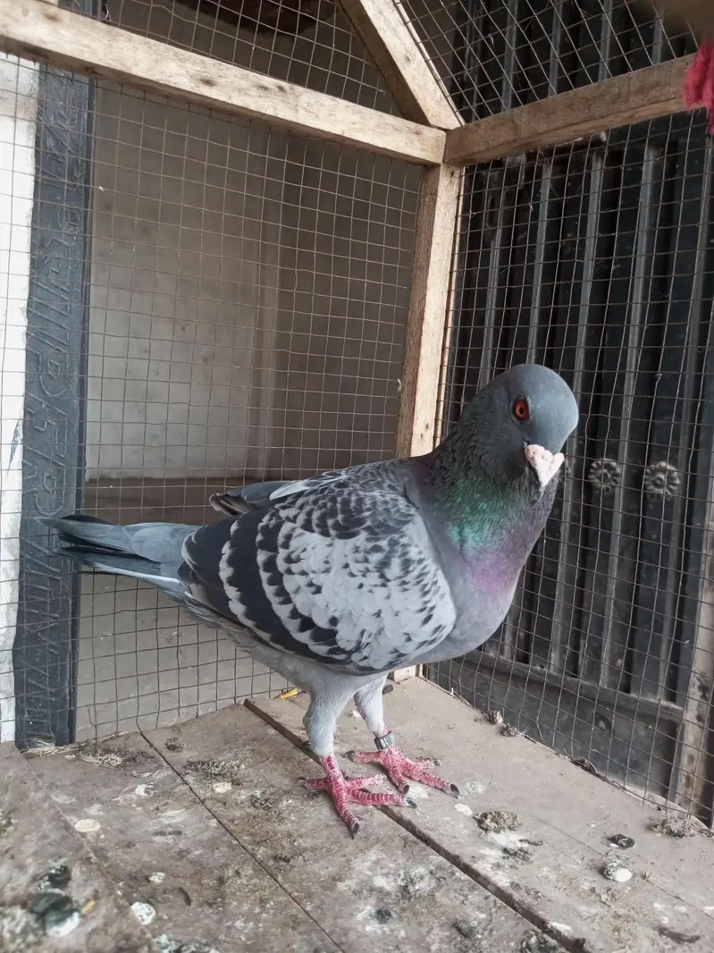 hight flay kabootar — photo 3
