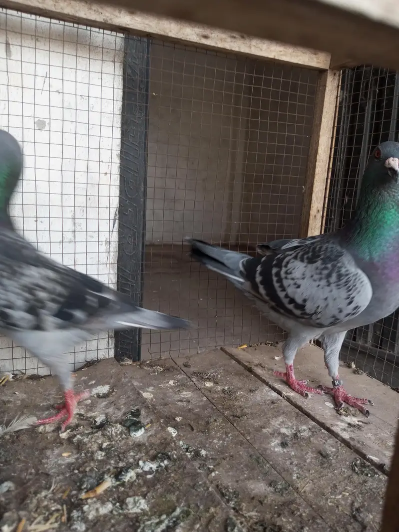 hight flay kabootar — photo 5