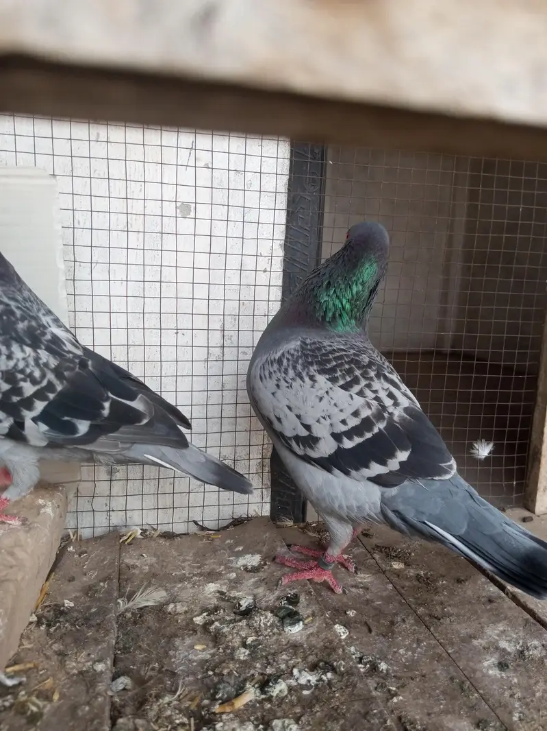 hight flay kabootar — photo 7